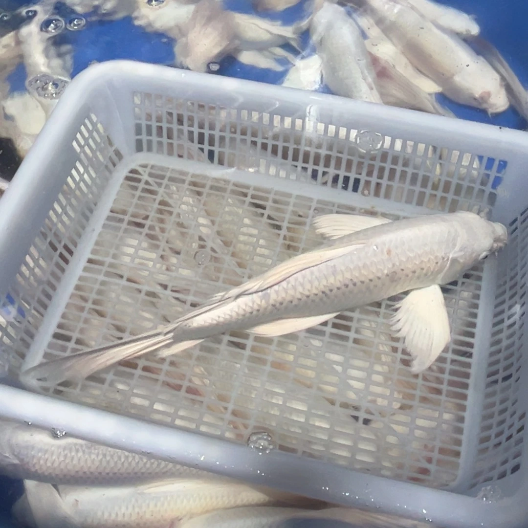 海水鱼淡水养殖基地2