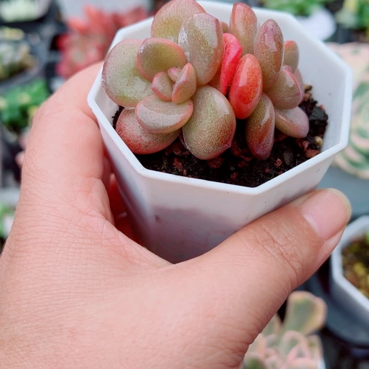 三头雪莲多肉植物369