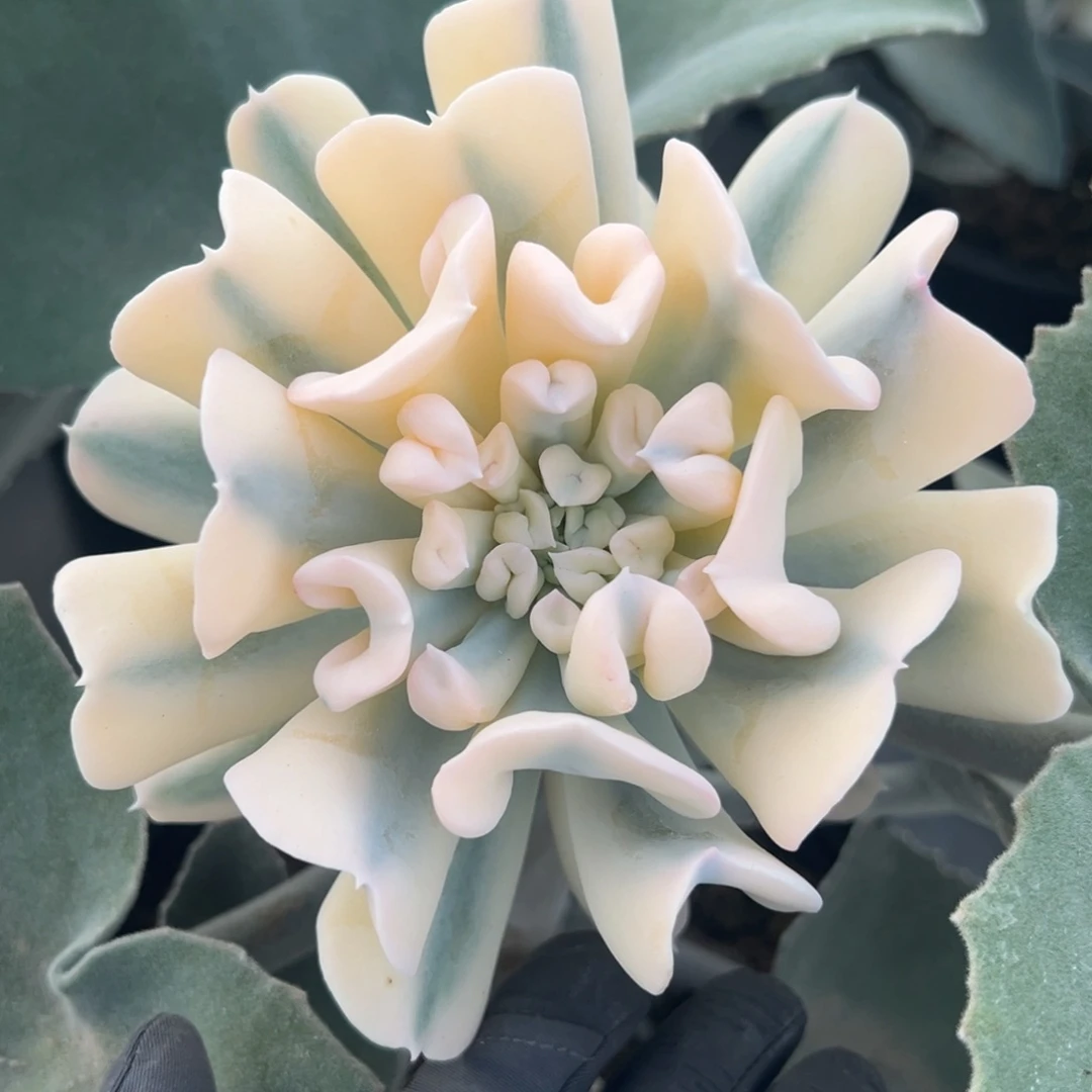 特玉莲锦，覆轮锦多肉植物