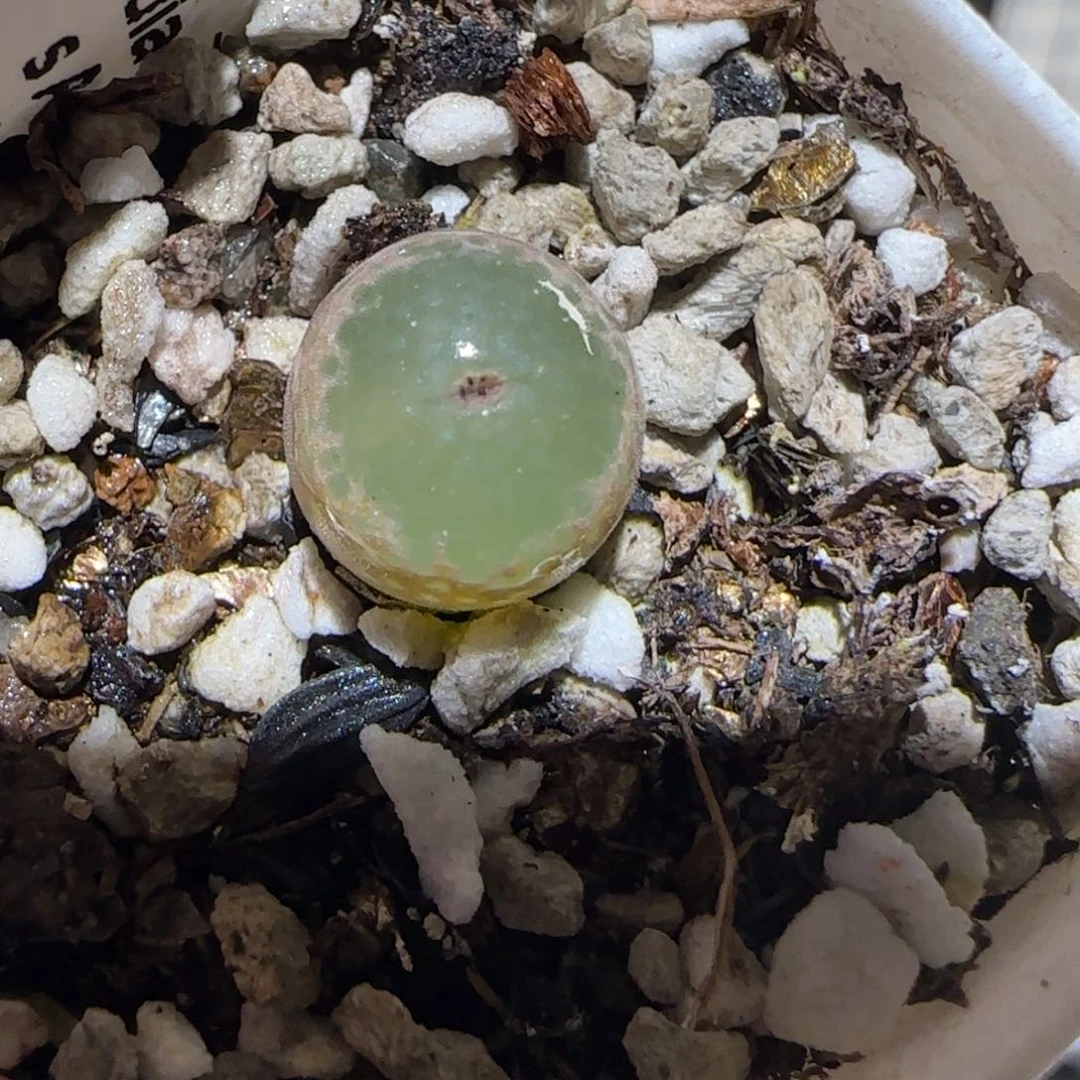 肉锥多肉植物百科-安格1145