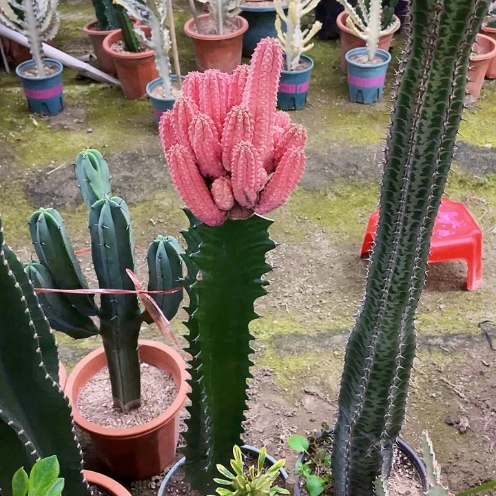 L***x完全开放粉色水泥柱裸根发货