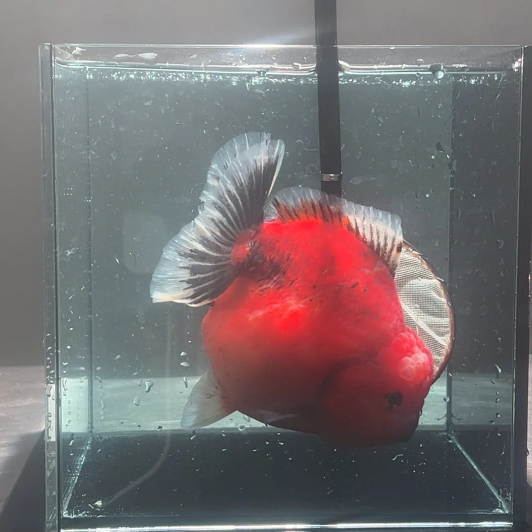 金鱼049。 55589955555