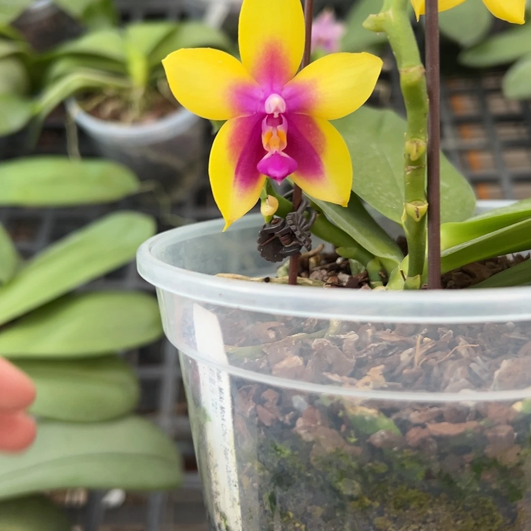 完全开放墨彩皇后721