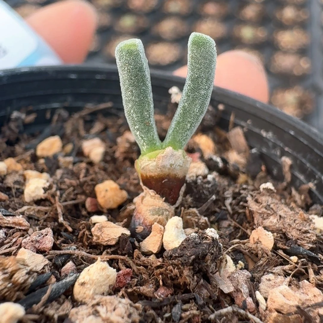 36碧光环小兔子脱土