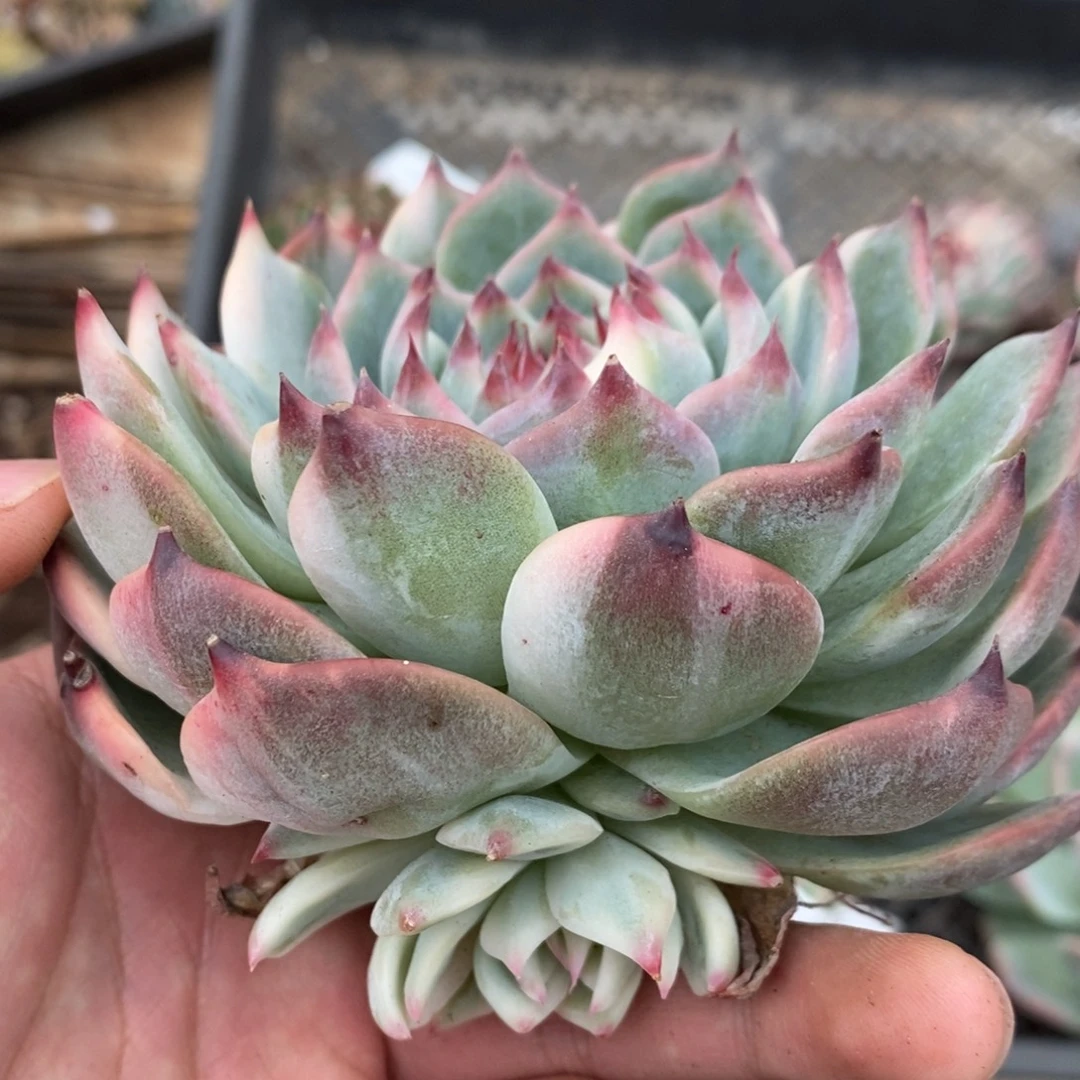 吉娃娃锦多肉植物A3590