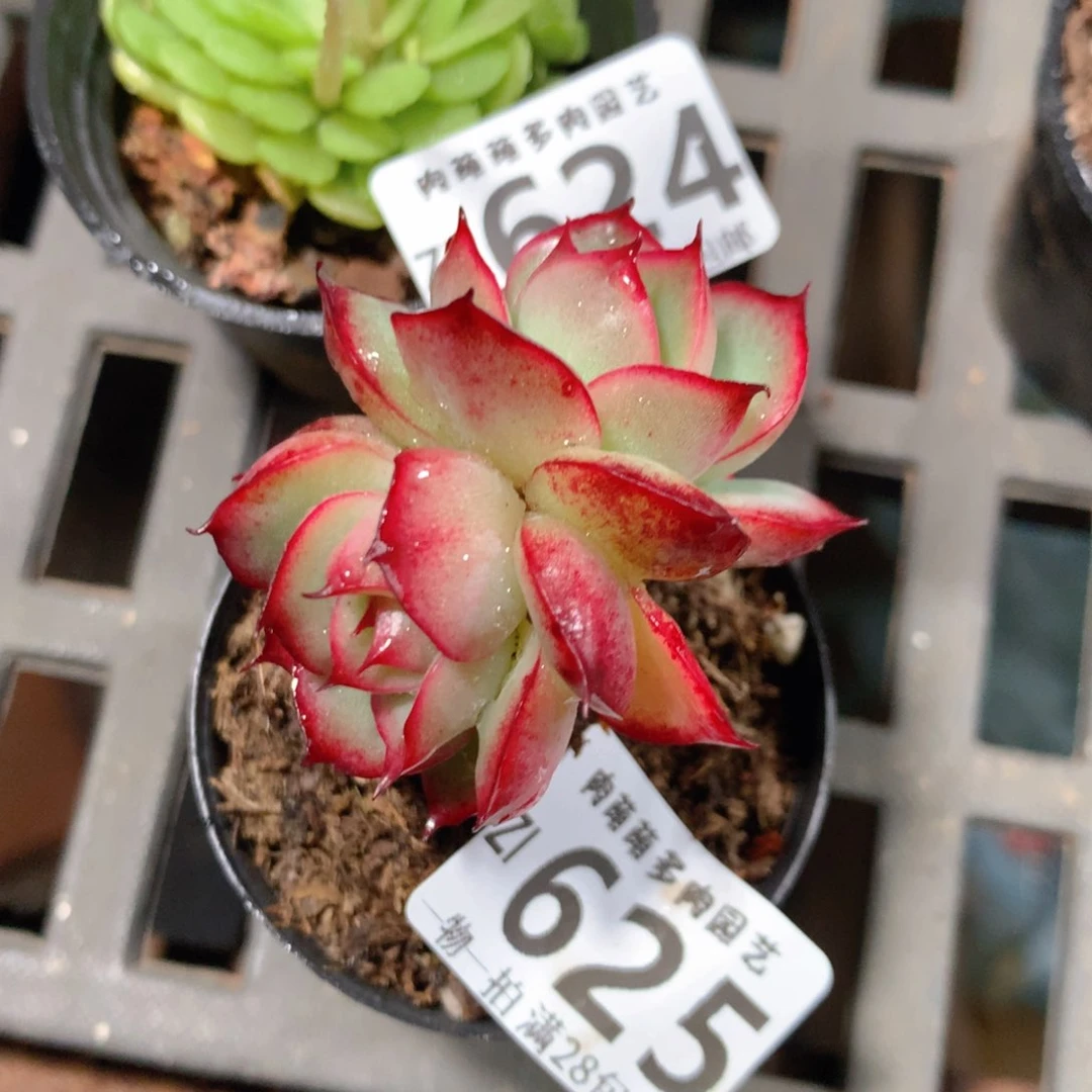 5CM拇指盆精控多肉ZI625