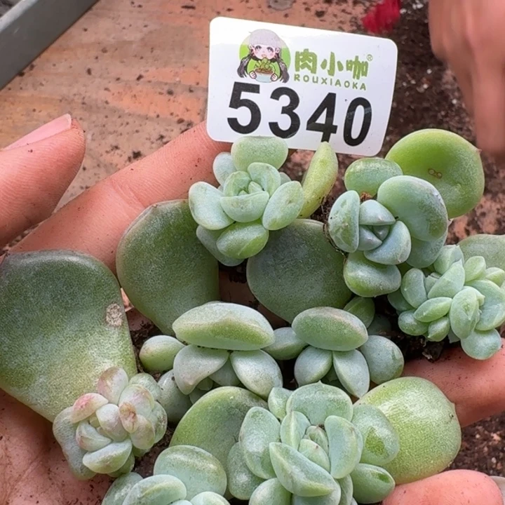 多肉植物多头植物