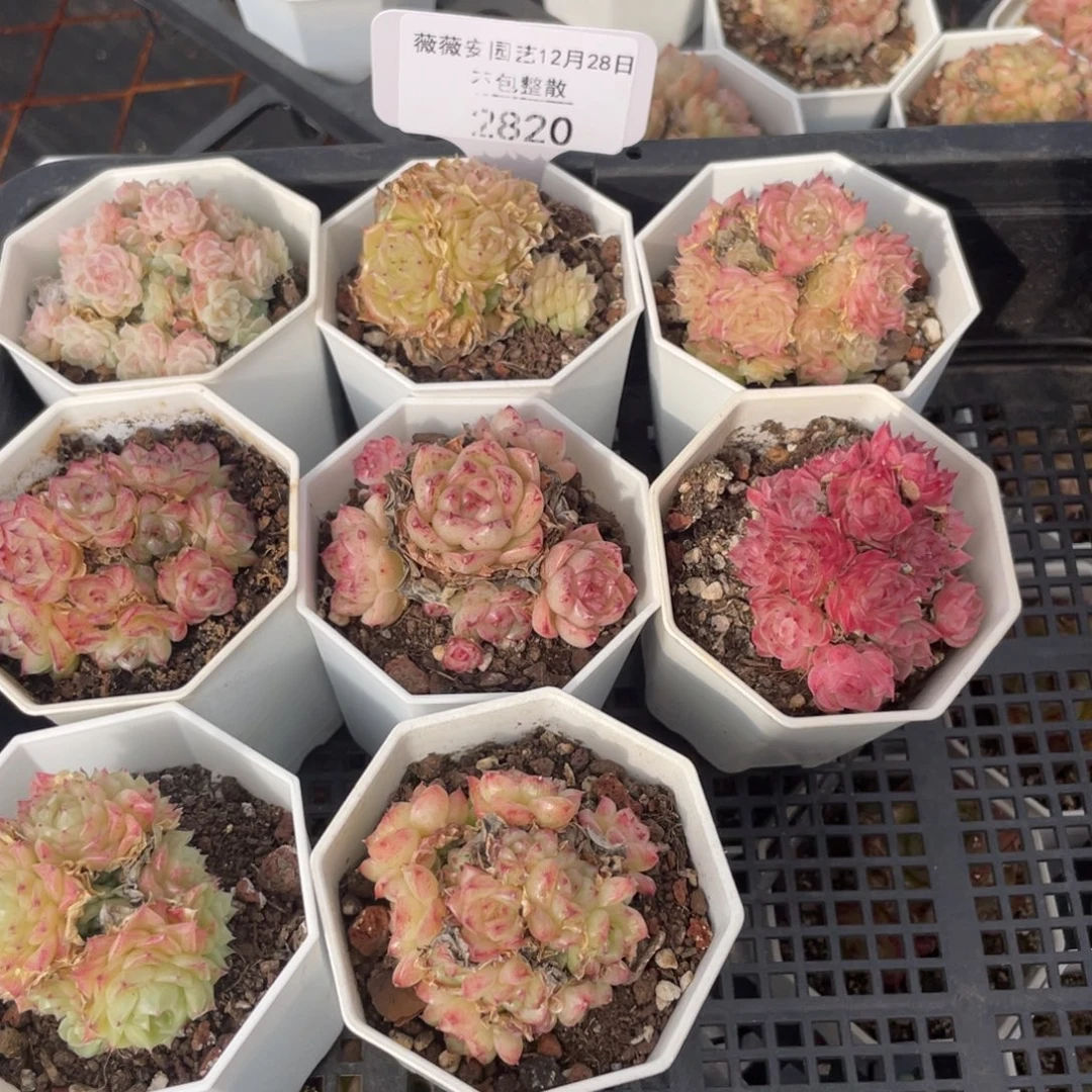 不包整散 盆子不售后2820