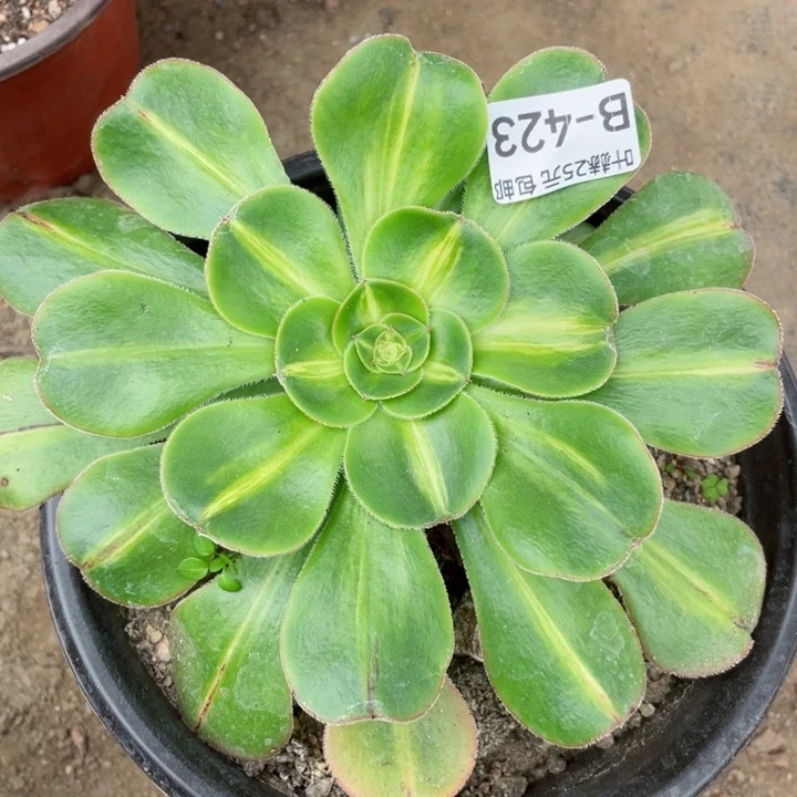 423暴君多肉12345678