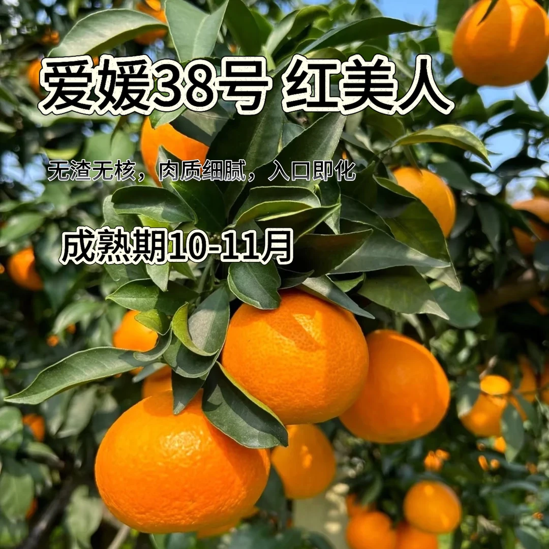 【爱媛38红美人】直播福利 2颗 容器苗
