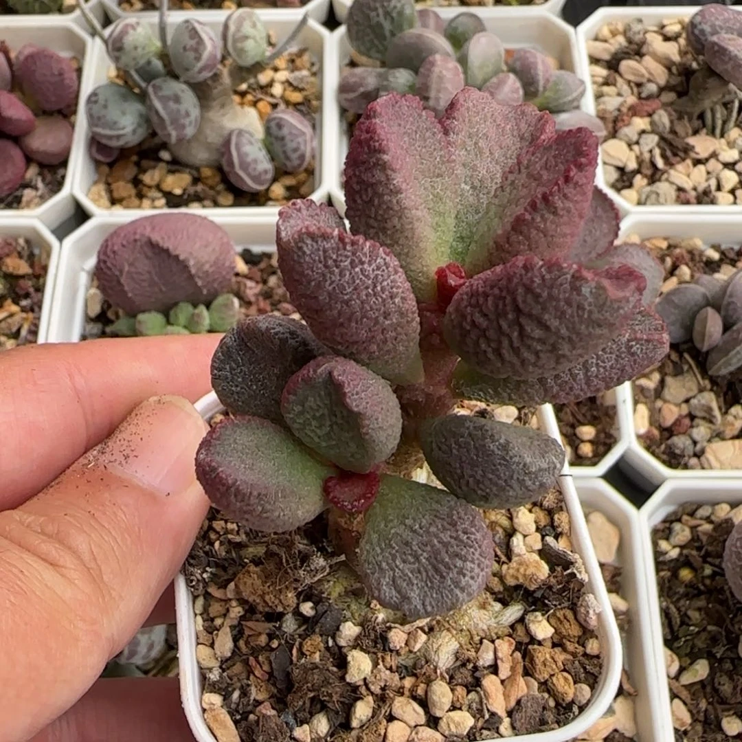 388号水泡多肉植物