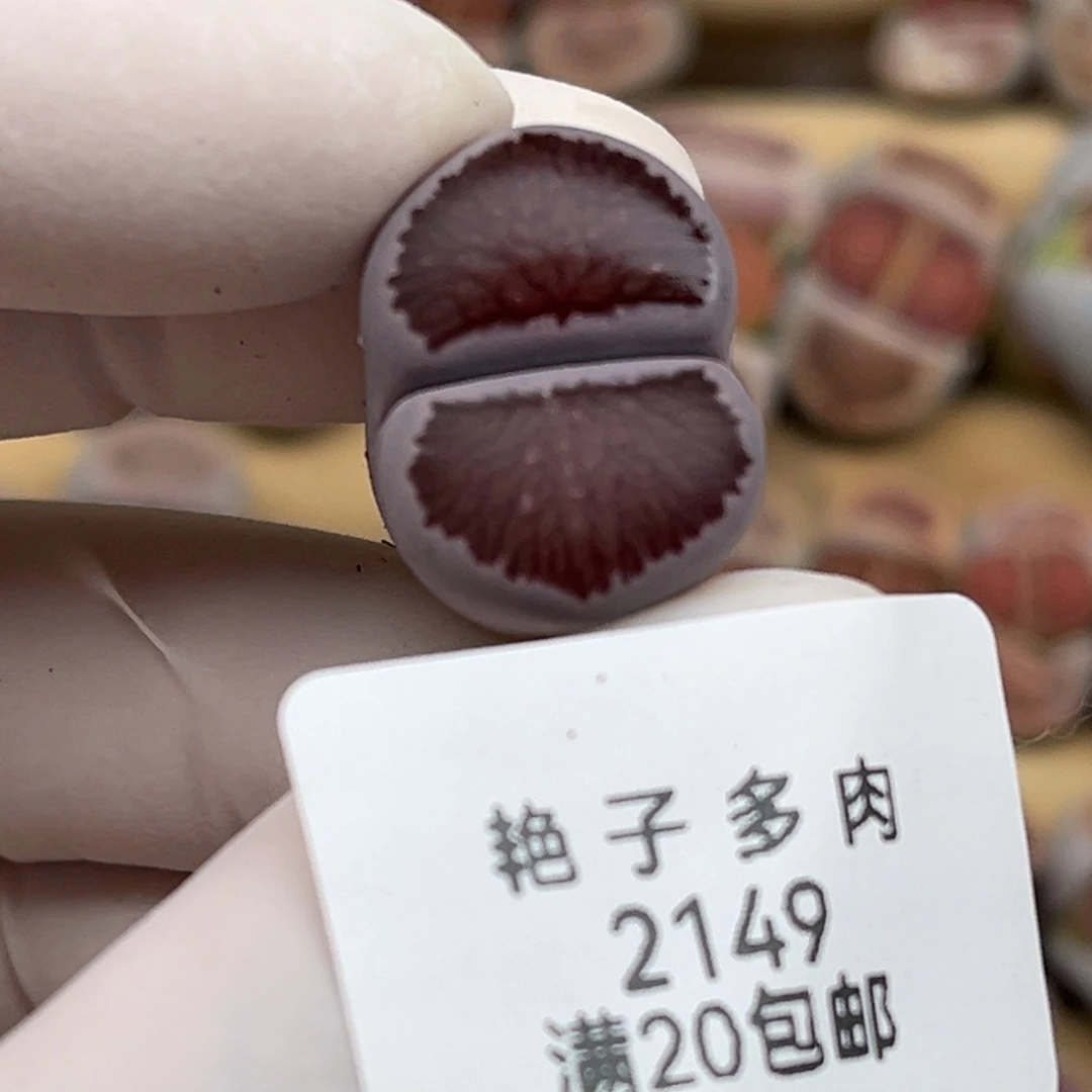 2149号一棵优秀的紫菊