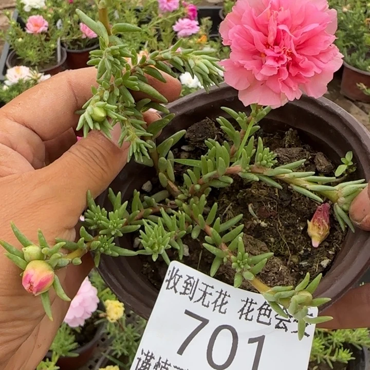 无花朵701超小苗盆口10cm