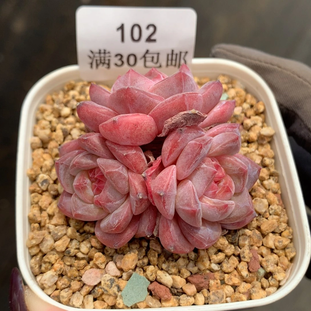 102。老桩秘境粉魄三头。