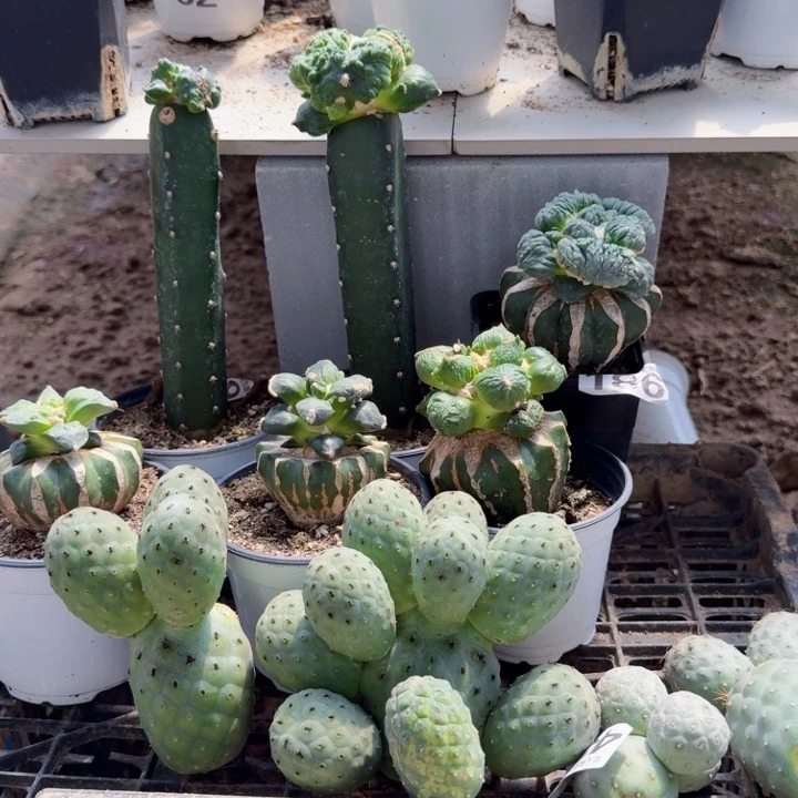 巴***豆无花朵两个实生黑牡丹