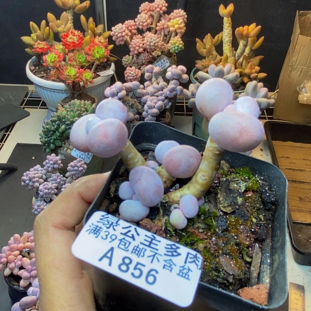 856橙奶多肉肉4c m