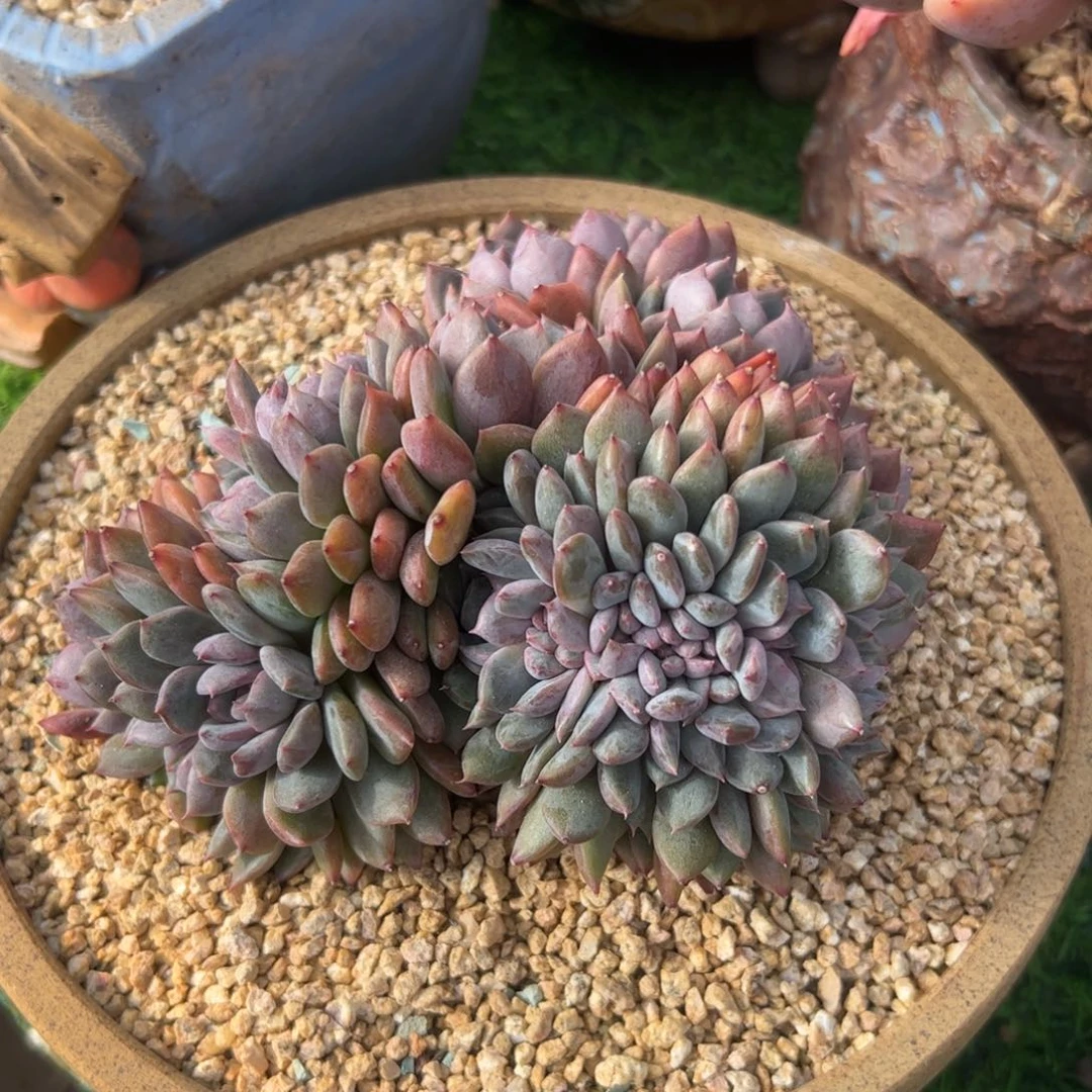 小***?黑曼巴缀，一物一拍