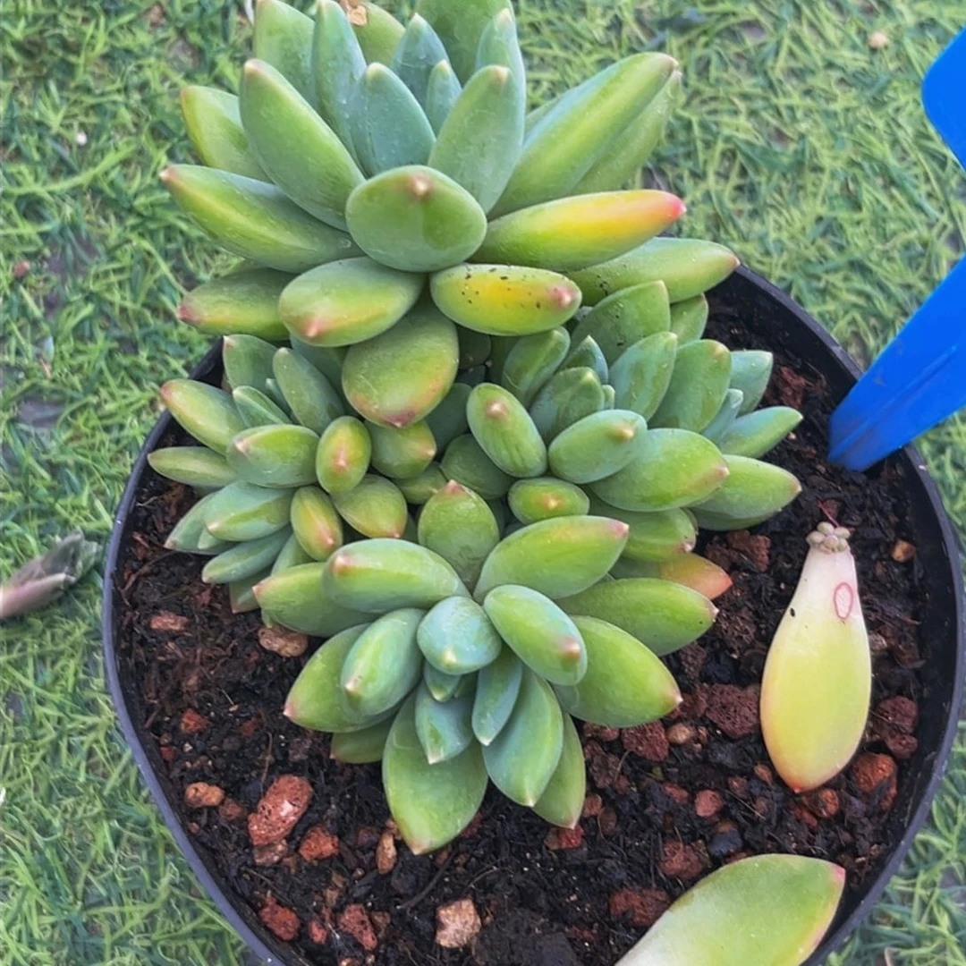 1534下午多肉植物群生