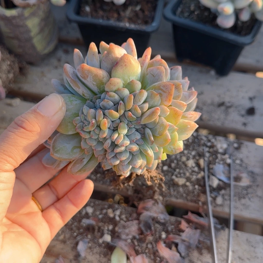 石榴紫叶插缀一颗