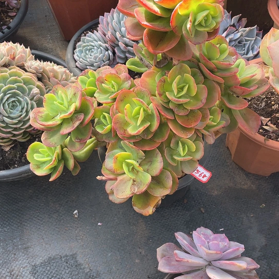 568红梅年尾清货一物一拍多肉