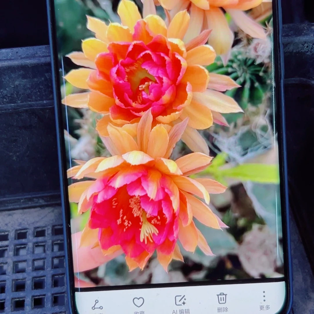 下86彩草金碧辉煌歪无根侧芽3一4公分左右20包邮