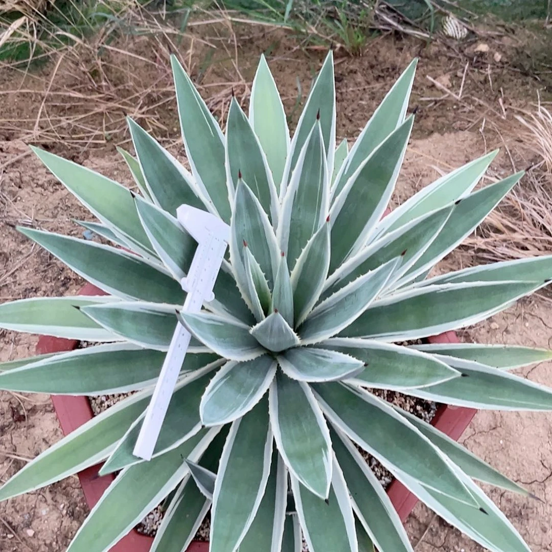 多肉植物不知名龙舌兰脱土