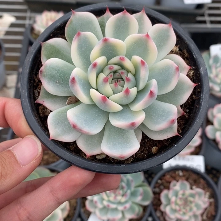 吉娃娃锦多肉植物A2515