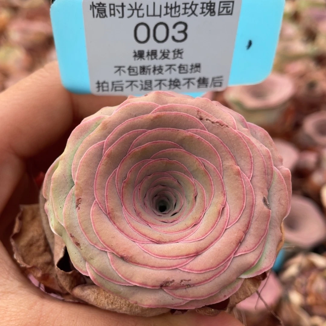 山地玫瑰003裸根发货不售后