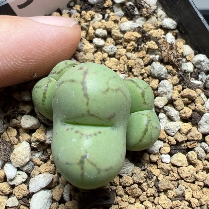 【闪购商品】371……