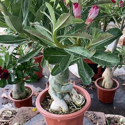 【闪购商品】无花朵一*