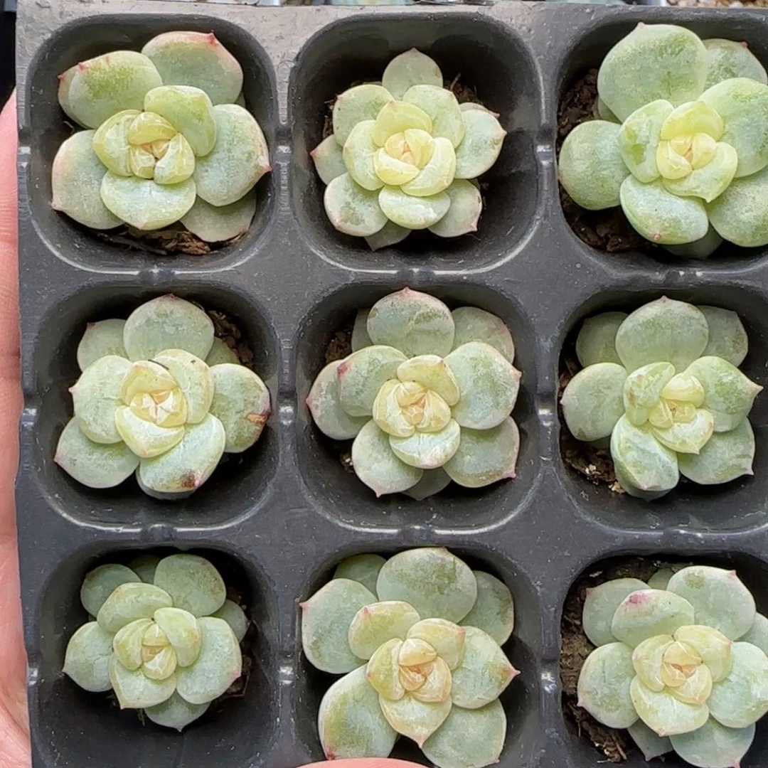 【满39包邮非偏远】742九棵