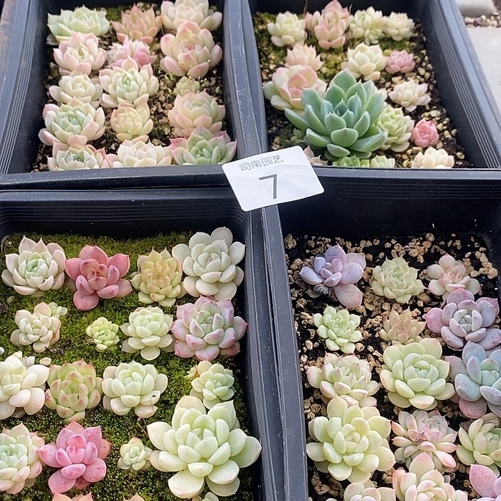 7 多肉植物盆栽花卉