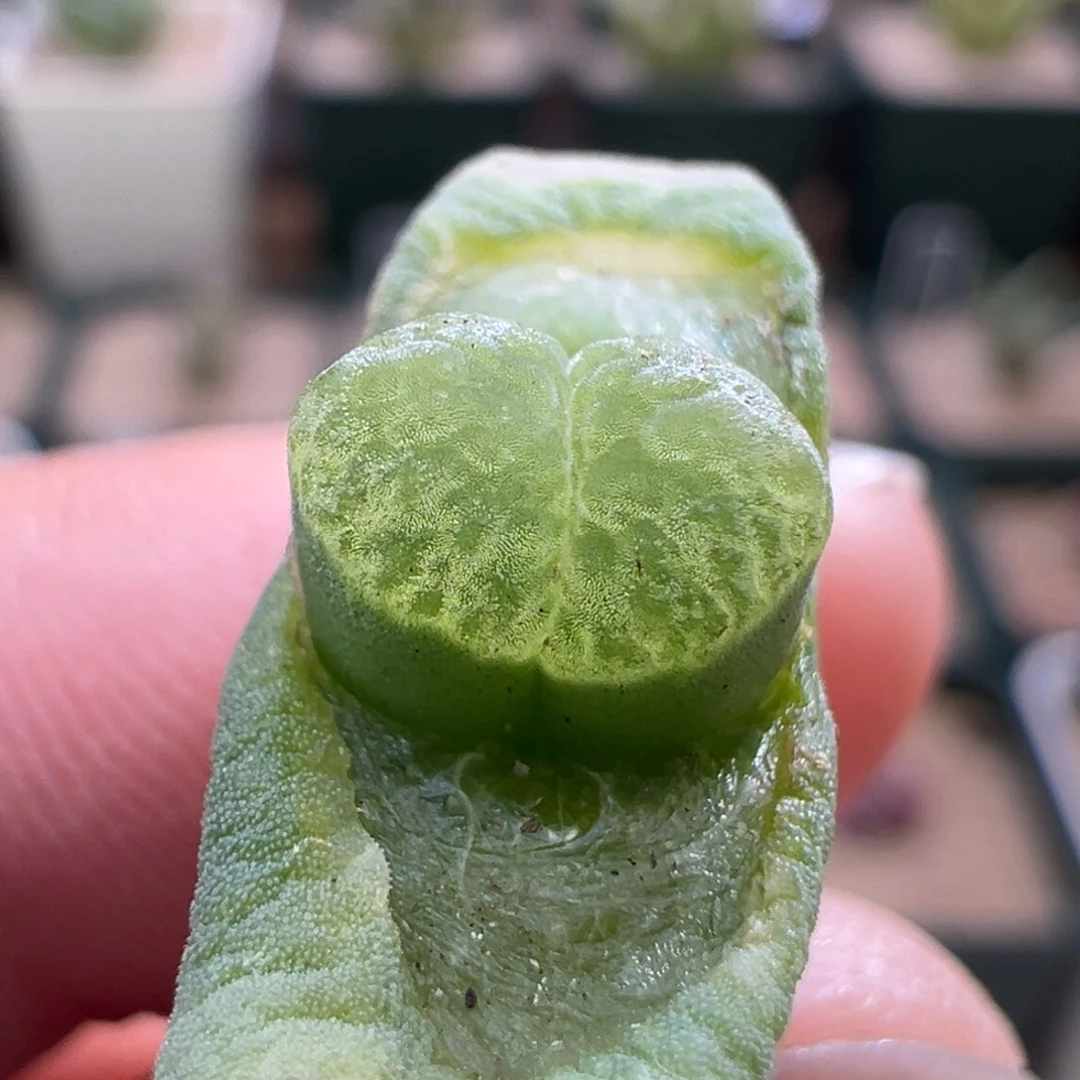 367。青蛙优选超毛窗2151