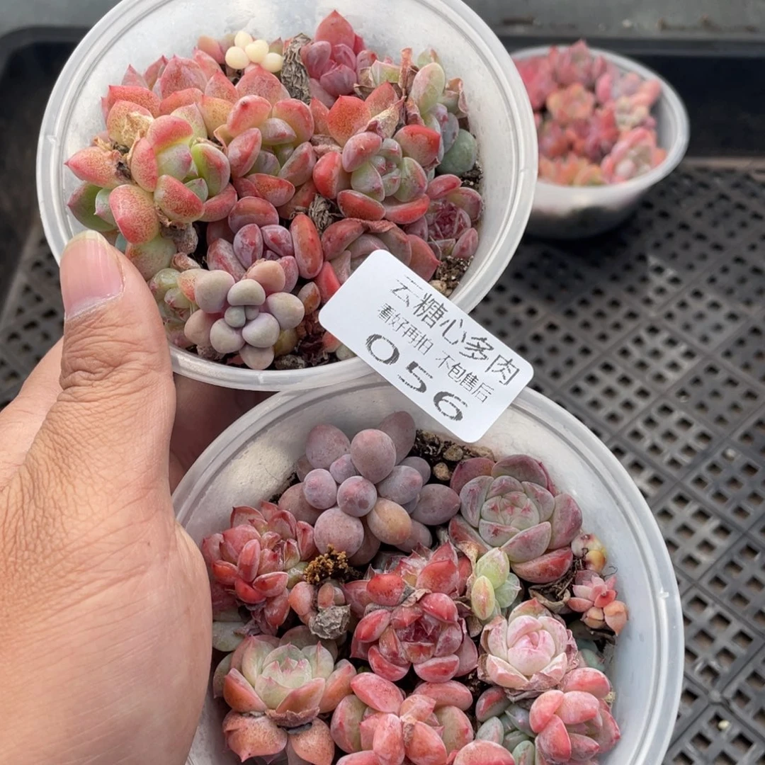 云糖心多肉植物56