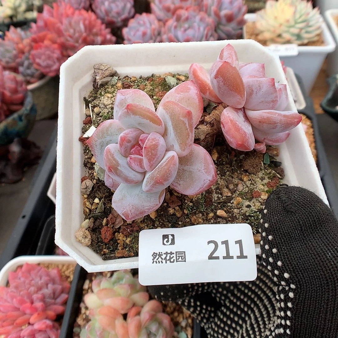 211星影多肉植物63366