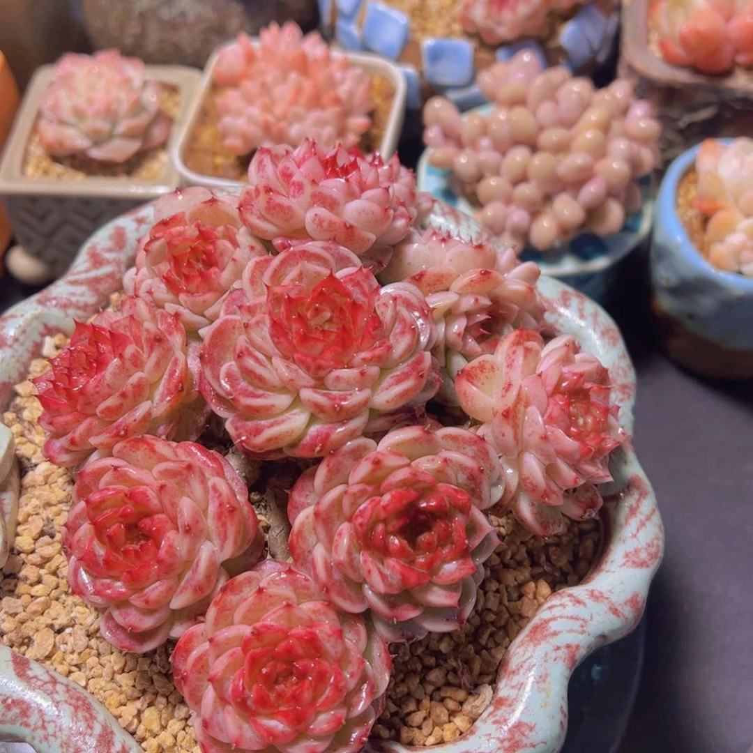 K*n天鹅绒，多肉植物，