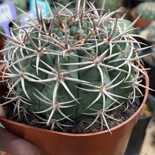 云***轻完全开放多肉植物大碧岩玉895