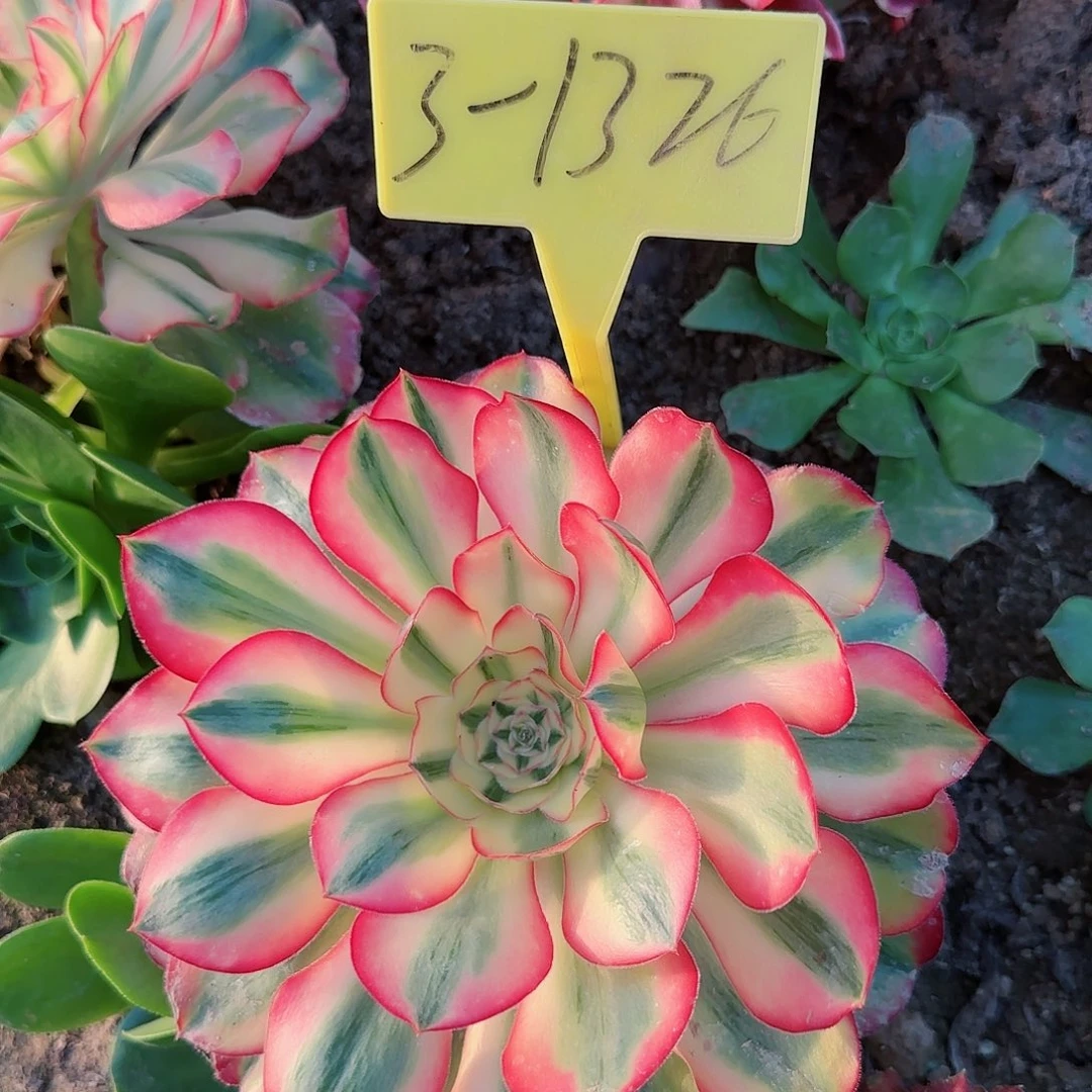 3-1326+--多头多肉爱丽丝