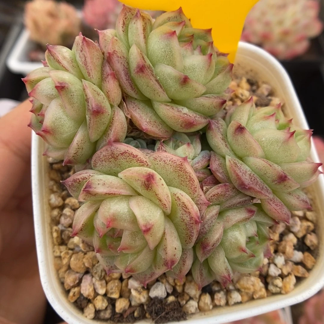 520麦秆群生5205号