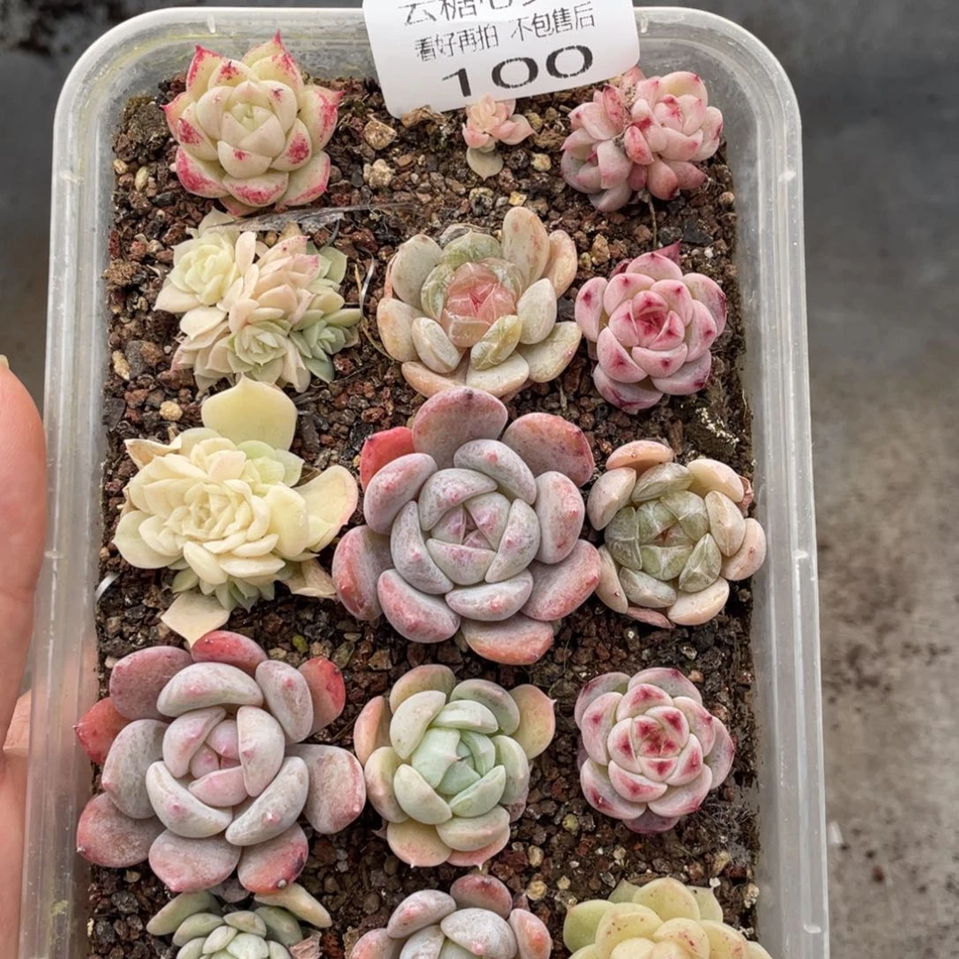 云糖心多肉植物100