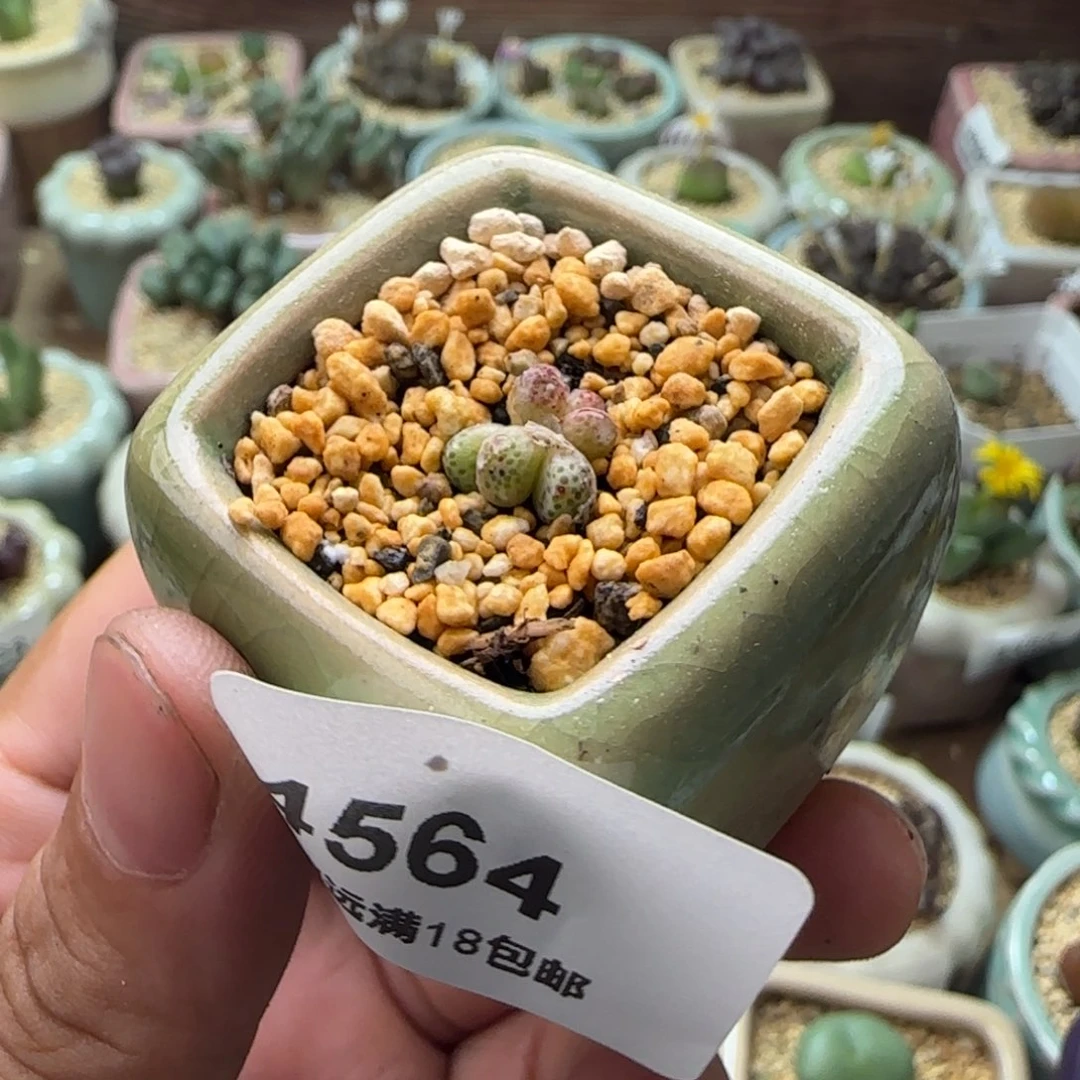 4564-一物一拍 带盆