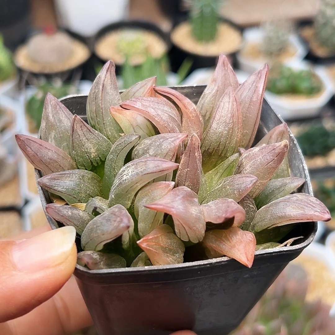 西瓜寿双头一颗