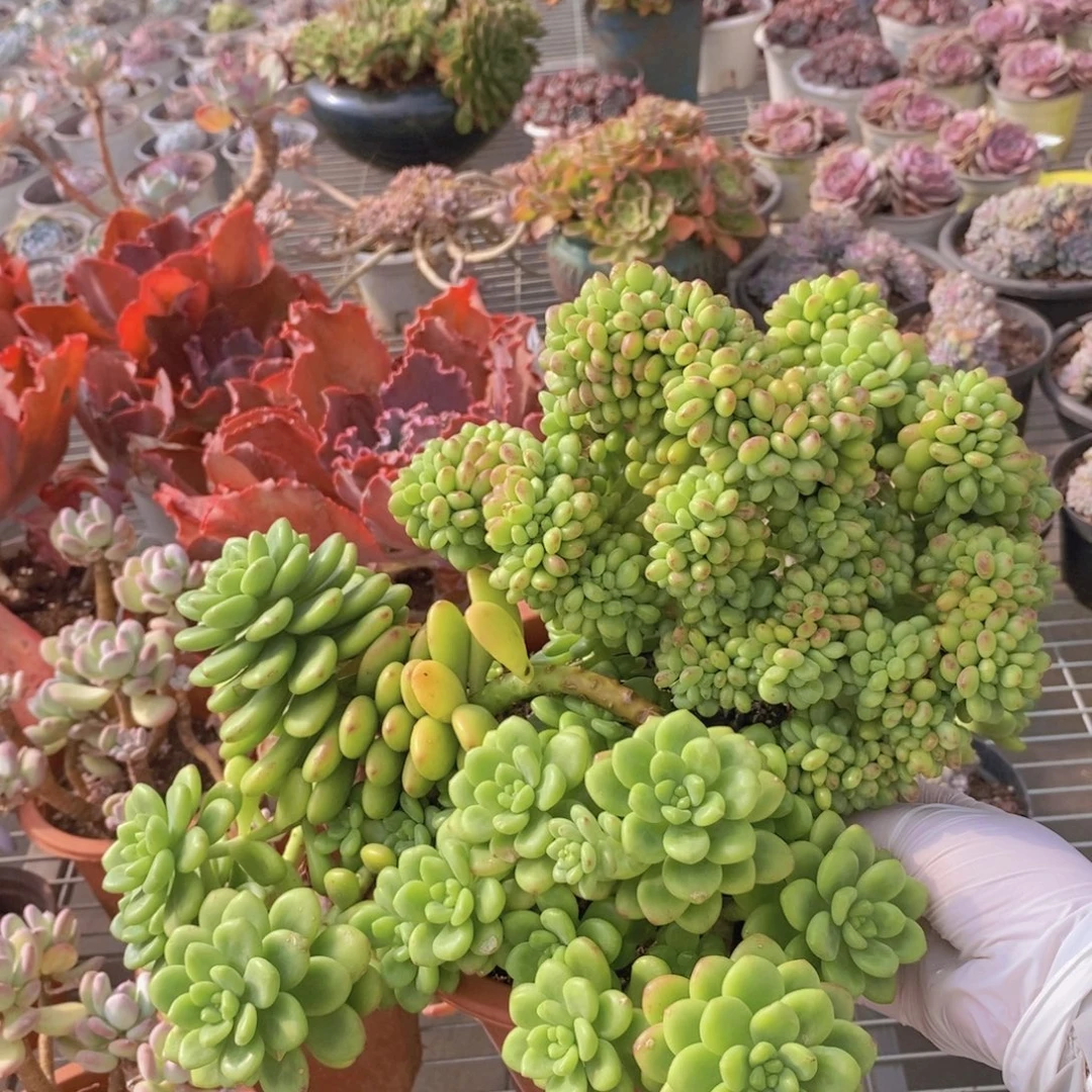 234香格里拉缀化一物一拍