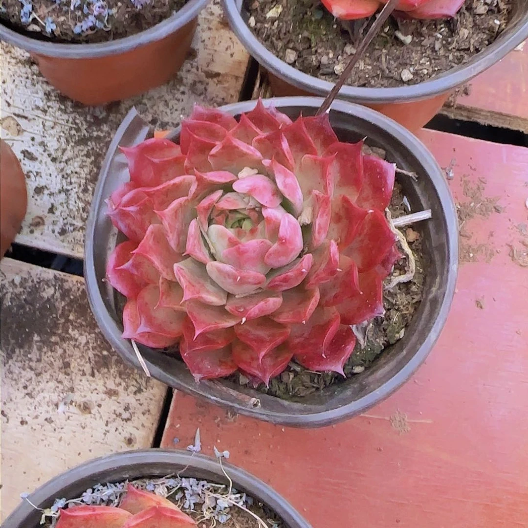 小海螺带盆单双混