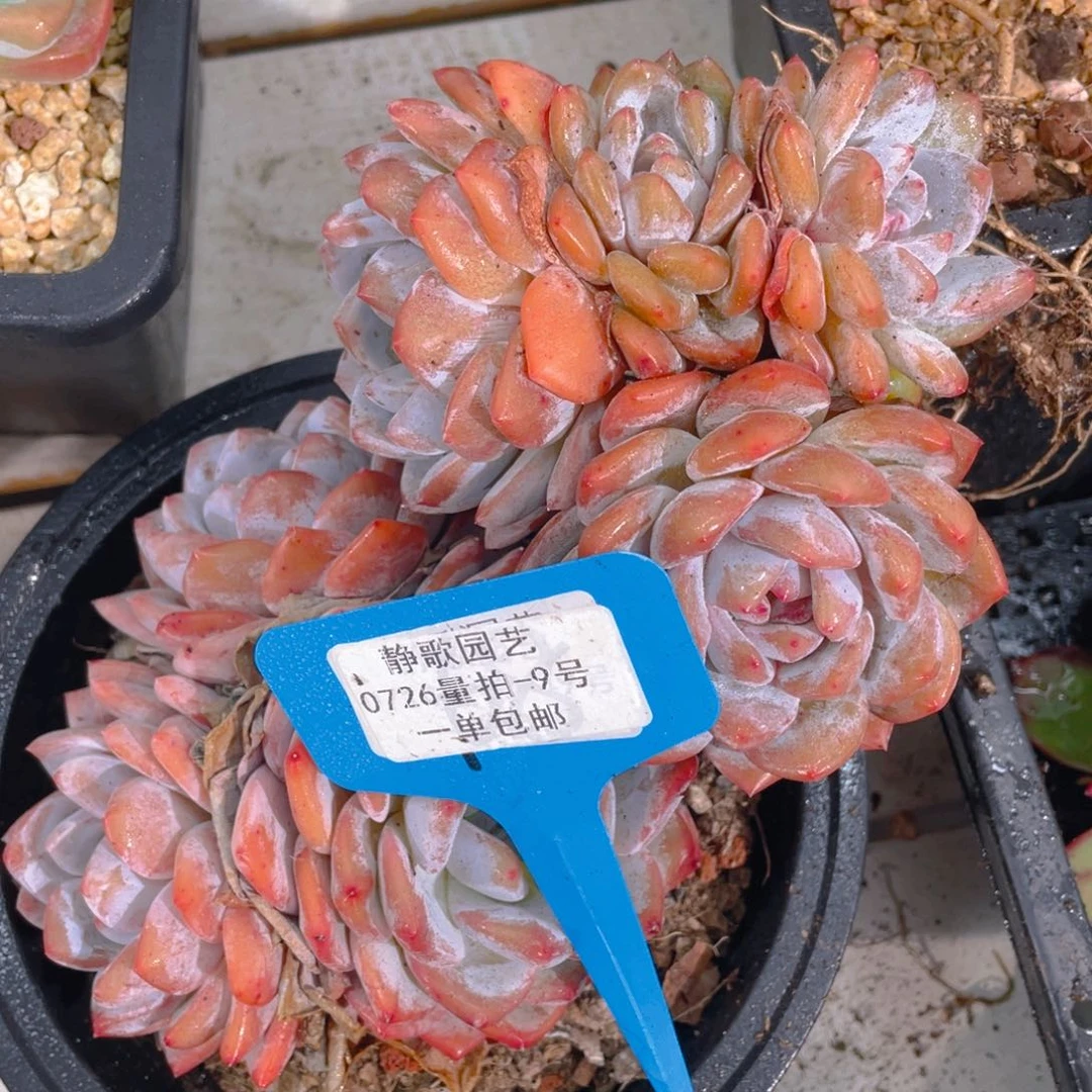 0726-9-韩版梦露老桩福利一颗