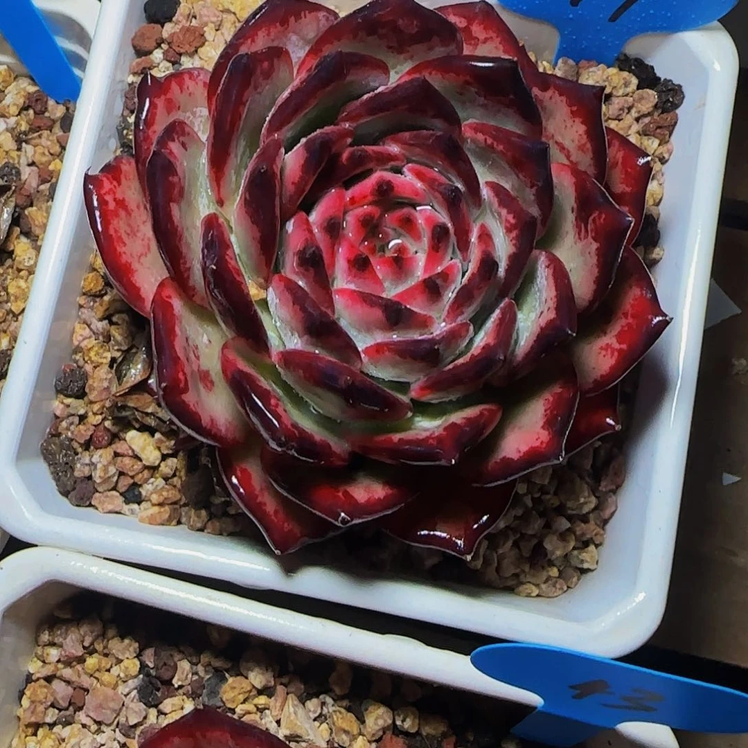 T**a红拉糖79号一物一拍