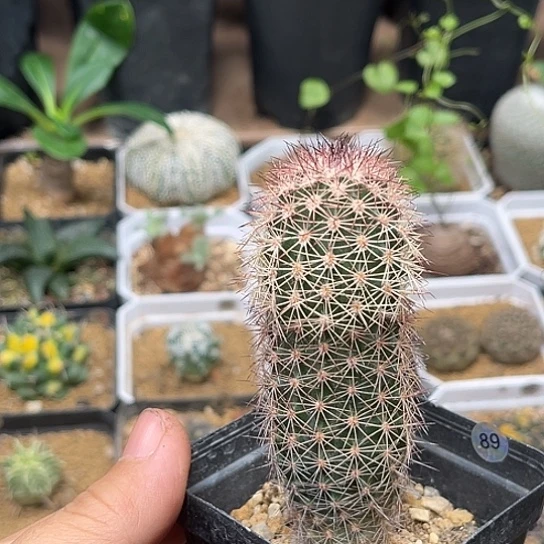 无花朵御旗虾实生