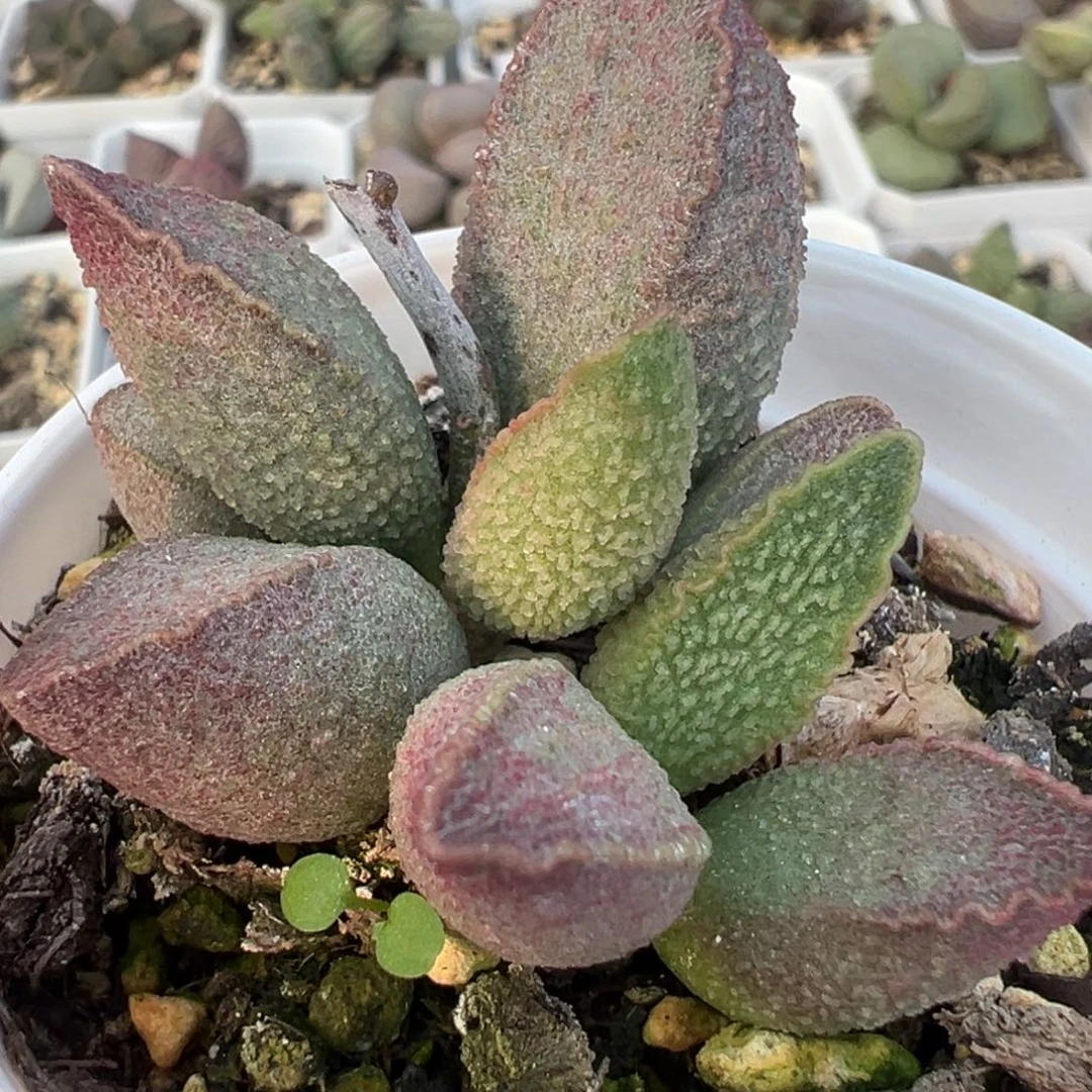 粉红小猪多肉植物水泡多肉植物