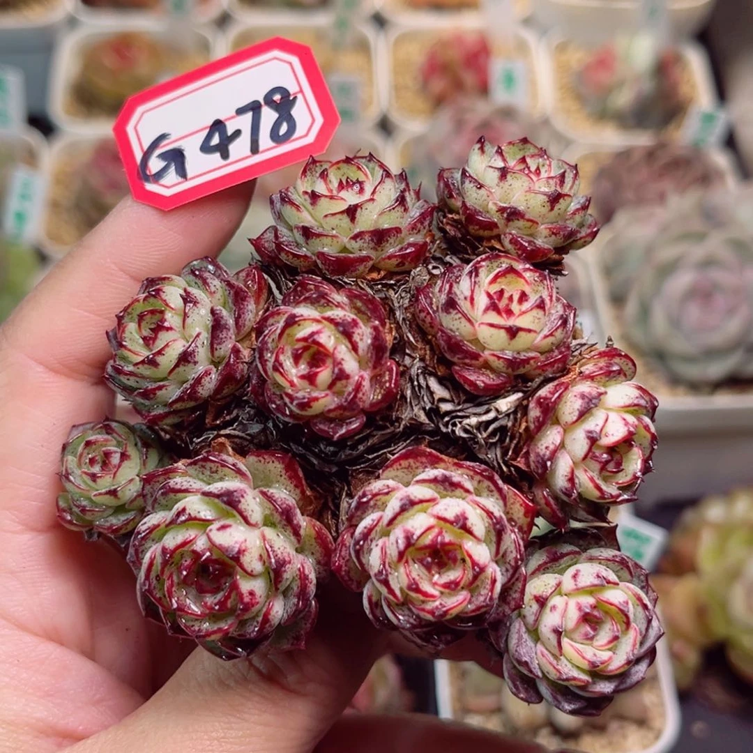 G478一物一拍 恐龙蛋