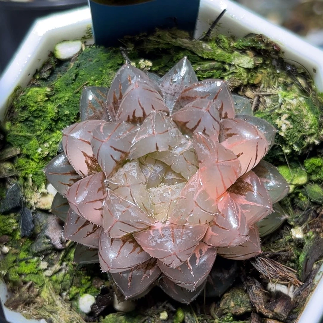 恭喜发财大吉大利843